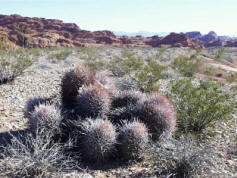 Cottontop Cactus, Echinocactus polycephalus
