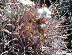Cottontop Cactus, Echinocactus polycephalus