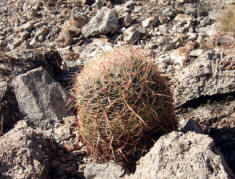 California Barrel Cactus, Ferocactus cylindraceus,