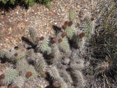 Mojave Pricklypear, Opuntia erinacea