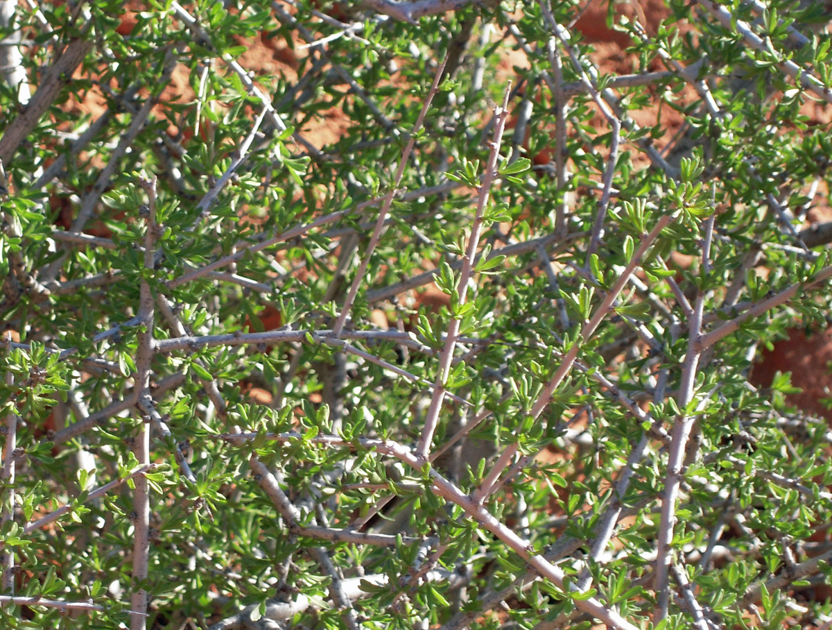 Blackbrush, Coleogyne ramosissima