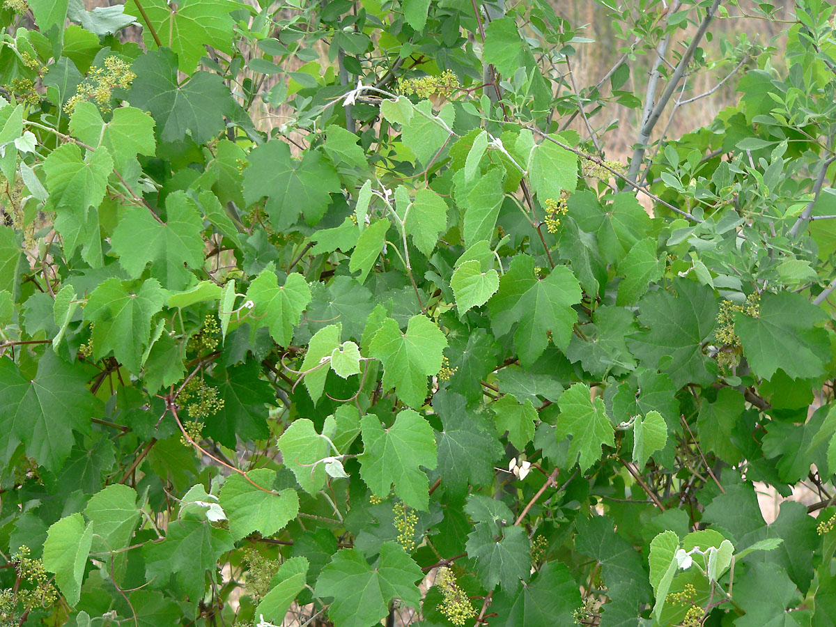 Canyon Grape, Vitis arixonica