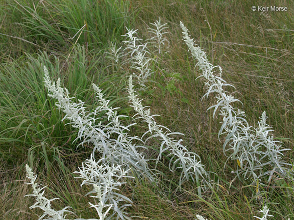Mountain Sagewort, Artemisia ludoviciana