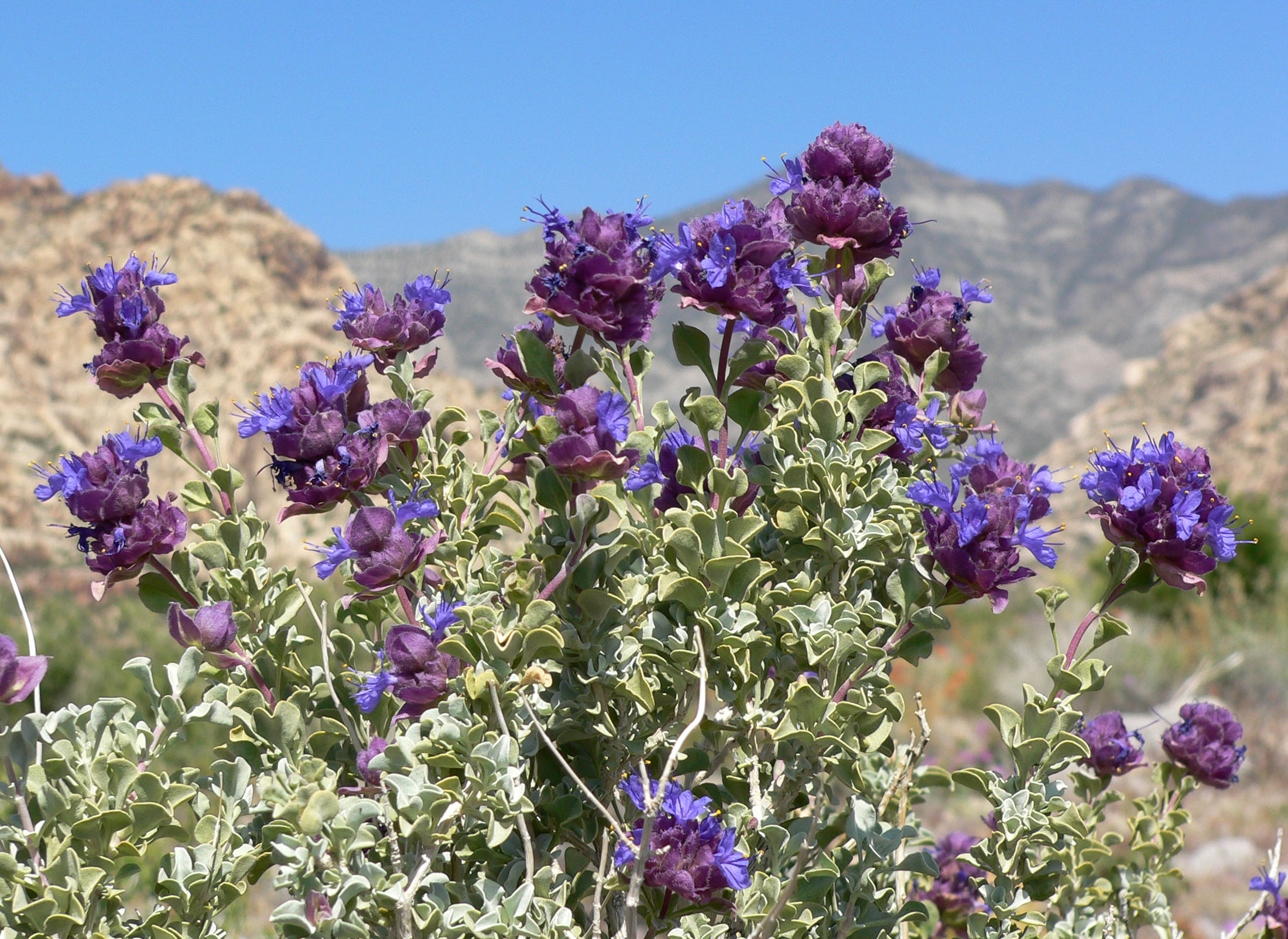 Purple Sage, Salvia dorrii