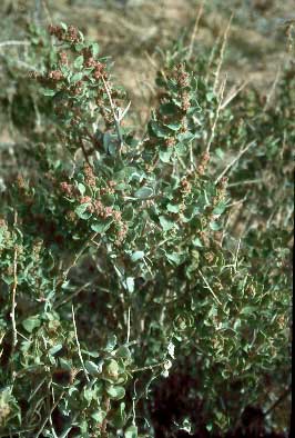 Mojave Desert Large Shrubs and Vines